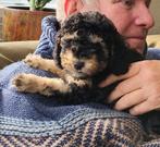 Dwergpoedel pup FCI  mag zijn huisje verlaten, Dieren en Toebehoren, Poedel, Reu, CDV (hondenziekte), 8 tot 15 weken