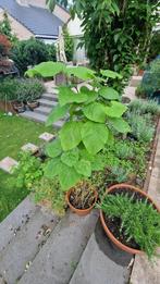 Catalpa boompje – 125 cm – slechts €5, Tuin en Terras, Planten | Bomen, Overige soorten, Lente, 100 tot 250 cm, Ophalen