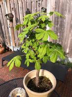 Bonsai paardenkastanje boom, Tuin en Terras, Planten | Bomen, Ophalen, Volle zon, Overige soorten, Minder dan 100 cm