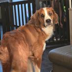 Grote hond zoekt boederij, Dieren en Toebehoren, Honden | Niet-rashonden, 15 weken tot 1 jaar, Teef, Groot, Eén hond