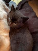 2 zware kittens, Dieren en Toebehoren, Katten en Kittens | Overige Katten, Meerdere dieren