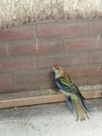 Bleekkop rossela opaline, Dieren en Toebehoren, Vogels | Parkieten en Papegaaien, Meerdere dieren, Parkiet