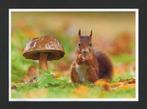 Eekhoorn Sciurus Vulgaris Eekhoorntjesbrood Paddestoel., Verzamelen, Ansichtkaarten | Dieren, Ophalen of Verzenden, 1980 tot heden