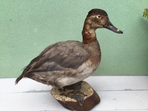 Opgezette eend, Verzamelen, Dierenverzamelingen, Zo goed als nieuw, Opgezet dier, Vogel, Ophalen of Verzenden