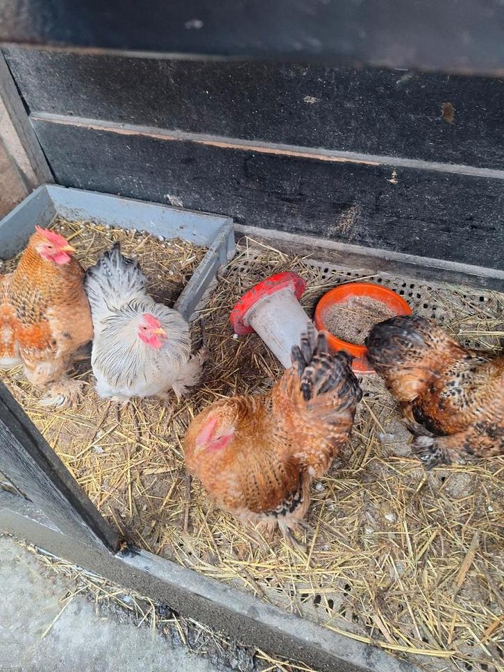 Cochin kriel hanen, Dieren en Toebehoren, Pluimvee, Kip, Mannelijk