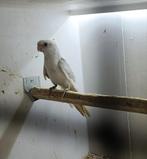 2 x Penant rosella's  man, Mannelijk, Parkiet, Geringd