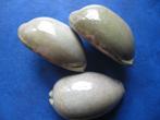 Schelpen: Cypraea eglantina griseoviridis R f++/gem- 45-67mm, Verzenden, Schelp(en)