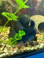 Ancistrussen, Dieren en Toebehoren, Vis