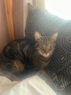 Sociale Kater van anderhalf jaar Aangeboden !!, Dieren en Toebehoren, Katten en Kittens | Overige Katten, Kater, Kortharig, 0 tot 2 jaar