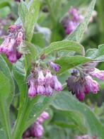 Symphytum officinale (gew.smeerwortel)paarsroze vaste plant, Ophalen, Vaste plant, Overige soorten, Volledige schaduw