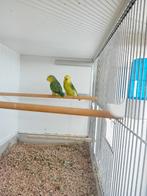 2 Forpus Xanthops poppen van 2021 ,, Vrouwelijk, Parkiet