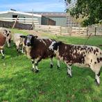 Te koop bonte dekrammen, Dieren en Toebehoren, Mannelijk, Schaap, 0 tot 2 jaar