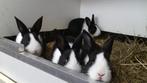 Jonge Hollanders en Kleurdwerg konijntjes, Dieren en Toebehoren, Konijnen, Meerdere dieren, Dwerg