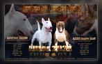 Miniatuur Bull Terrier FCI ----NEST AANKONDIGING, Dieren en Toebehoren, Honden | Jack Russells en Terriërs, Particulier, Rabiës (hondsdolheid)