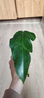 Philodendron golden dragon variegata, Huis en Inrichting, Kamerplanten, Overige soorten, Minder dan 100 cm, Ophalen of Verzenden