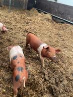 Biggen te koop, Dieren en Toebehoren, Schapen, Geiten en Varkens, Geit