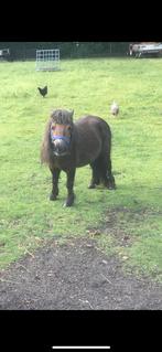 Brave shetland pony, merrie, Dieren en Toebehoren, Pony's, Merrie, A pony (tot 1.17m), Recreatiepony, Met stamboom