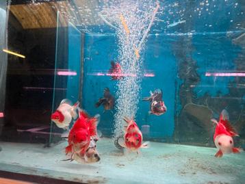 Tekoop ryukin st mix. beschikbaar voor biedingen