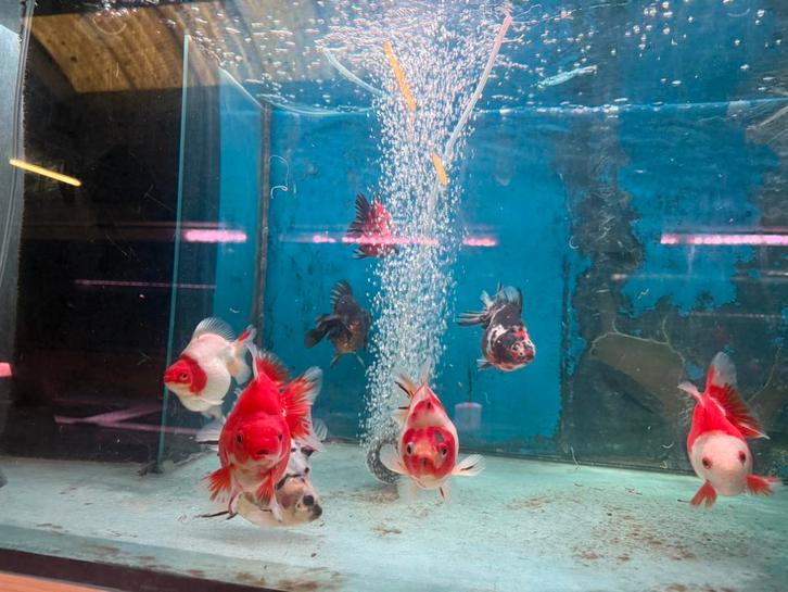 Tekoop ryukin st mix., Tickets en Kaartjes, Recreatie | Dierentuinen, Drie personen of meer, Ticket of Toegangskaart