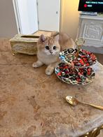 Britse korthaar ny12 kater 14 weken, Dieren en Toebehoren, Katten en Kittens | Raskatten | Korthaar, Kater, Ontwormd