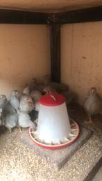 Wyandotte krielkippen Isabelpatrijs, Dieren en Toebehoren, Pluimvee, Meerdere dieren, Kip