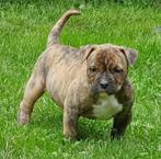 Old English Bulldog pups kunnen nu mee, Dieren en Toebehoren, CDV (hondenziekte), 8 tot 15 weken, Bulldog, Meerdere