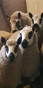 Kerry hill schapen zwoeger vrij dubbel arr, Dieren en Toebehoren, Schapen, Geiten en Varkens, Vrouwelijk, Schaap, 0 tot 2 jaar
