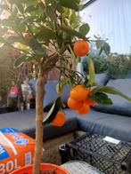 citrus. citroen boompje, Tuin en Terras, Ophalen, Minder dan 100 cm, Overige soorten, Zomer