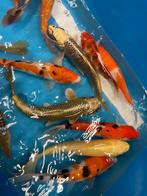 Zeer mooie japanse koikarpers, Dieren en Toebehoren, Vissen | Vijvervissen, Karper of Koi