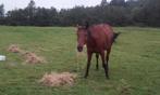 stal vrij op kleinschalige pensionstal, Dieren en Toebehoren, Stalling en Weidegang, 1 paard of pony, Weidegang