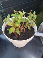 Fuchsia winterhard, Zomer, Ophalen of Verzenden, Overige soorten, Volle zon