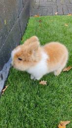 Kindvriendelijke dwergjes, leeuwenkopjes, fluffies+vosjes, Dieren en Toebehoren, Konijnen, Meerdere dieren, Dwerg, 0 tot 2 jaar