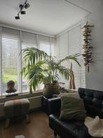 Prachtige Palm (Almere), Huis en Inrichting, Kamerplanten, 100 tot 150 cm, Palm, Halfschaduw, Ophalen