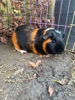 Mannetjes cavia, Dieren en Toebehoren, Knaagdieren, Januari, Mannelijk, Cavia