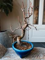 Pseudocydonia Sinensis Bonsai 40cm, Tuin en Terras, Planten | Bomen, Ophalen of Verzenden