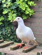 Haribo zoekt een huisje! Sierduif, Dieren en Toebehoren, Vogels | Duiven, Vrouwelijk, Postduif