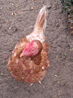 Kip (eventueel voor slacht), Dieren en Toebehoren, Vrouwelijk, Kip