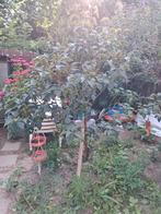 Gratis, zelf uitgraven, Tuin en Terras, Planten | Bomen, Ophalen, Zomer, Volle zon, Overige soorten