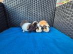Nog 2 lieve mooie US TEDDY cavia broertjes, Dieren en Toebehoren, Cavia, Mannelijk, Juli, Tam