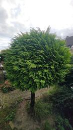 Conifeer op stam, Ophalen, Bloeit niet, Halfschaduw, Overige soorten