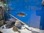 Malawi protomelas spilonotus tanzania mannen, Dieren en Toebehoren, Vissen | Aquariumvissen, Vis