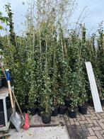 Hedera black friday aanbieding tot 2/12 20 uur 9,95, Tuin en Terras, Planten | Tuinplanten, Ophalen, Vaste plant, Klimplanten