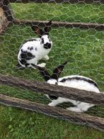Lotharingers groot, Dieren en Toebehoren, Konijnen, Mannelijk, Groot, 0 tot 2 jaar