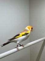 Majoor putter, Dieren en Toebehoren, Vogels | Overige Vogels, Mannelijk, Wildzangvogel