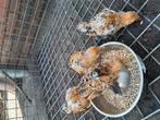 Sabelpootkriel, Dieren en Toebehoren, Vrouwelijk, Kip