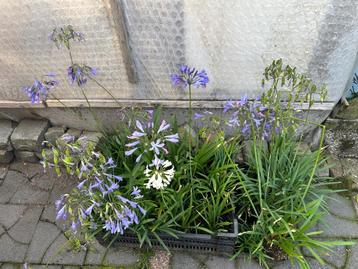 Agapanthus mix, 20 stuks voor €75,- beschikbaar voor biedingen