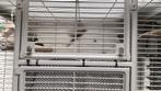 Te koop koppel vinken man en pop. 2025. Geringd, Dieren en Toebehoren, Vogels | Overige Vogels, Meerdere dieren, Wildzangvogel
