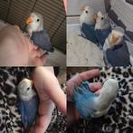 Jongen dwergpapegaai  / agapornis, Geslacht onbekend, Dwergpapegaai of Agapornis, Tam