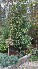 Red Robin winterharde bomen !! een boom op stam, In pot, Halfschaduw, Lente, 100 tot 250 cm