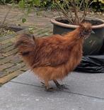 2 Zijdehoen kriel haantjes, Dieren en Toebehoren, Pluimvee, Mannelijk, Kip